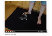 【YouTube厳選猫動画】必死に何かを求めてるんだッ……！ 空腹でもう限界な子猫ちゃん