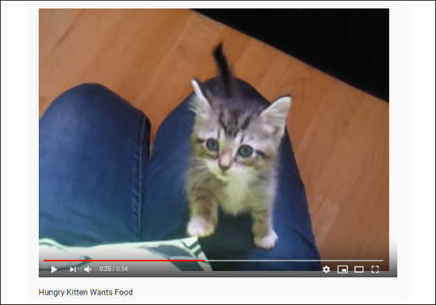 【YouTube厳選猫動画】必死に何かを求めてるんだッ……！ 空腹でもう限界な子猫ちゃんの画像2