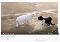 【YouTube厳選猫動画】ビ、ビビッてねぇし！　ビックリしすぎた猫がまさかの行動に……