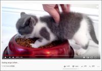 【YouTube厳選猫動画】そりゃイライラもするわ…… ごはん中に邪魔される子猫