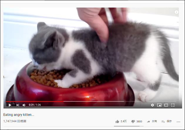 【YouTube厳選猫動画】そりゃイライラもするわ…… ごはん中に邪魔される子猫の画像1