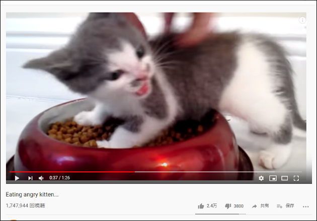 【YouTube厳選猫動画】そりゃイライラもするわ…… ごはん中に邪魔される子猫の画像2