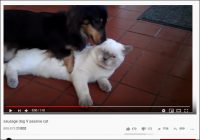 【YouTube厳選猫動画】これは誰だってきついわ……犬に絡まれ過ぎて限界な猫