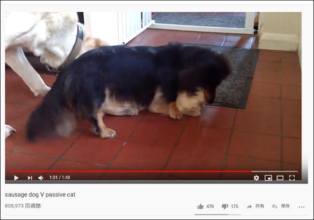 【YouTube厳選猫動画】これは誰だってきついわ……犬に絡まれ過ぎて限界な猫の画像2