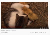 【YouTube厳選猫動画】猫とアヒルのコラボレーション！　アヒルの赤ちゃんを受け入れる母猫