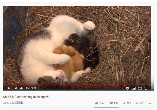 【YouTube厳選猫動画】猫とアヒルのコラボレーション！　アヒルの赤ちゃんを受け入れる母猫の画像2