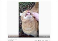【YouTube厳選猫動画】視聴者困惑……撫でられると変な声が出ちゃう猫ちゃん