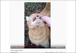 【YouTube厳選猫動画】視聴者困惑……撫でられると変な声が出ちゃう猫ちゃんが癒し