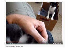 【YouTube厳選猫動画】子猫を救出する母猫「ウチの子返してっ！」