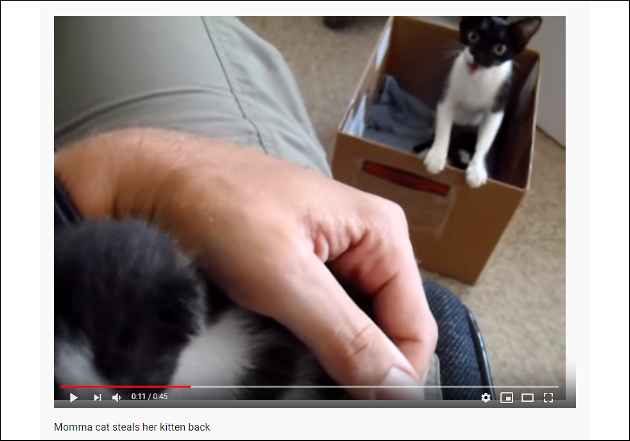 【YouTube厳選猫動画】子猫を救出する母猫「ウチの子返してっ！」の画像1