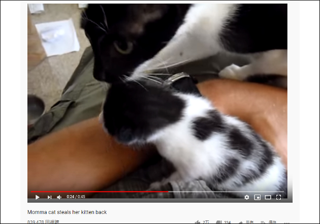 【YouTube厳選猫動画】子猫を救出する母猫「ウチの子返してっ！」の画像2