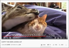 【YouTube厳選猫動画】かわいい猫ちゃん、シカに顔を舐められまくる「猫の味が好きなようにしか見えない」