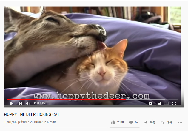 【YouTube厳選猫動画】猫ちゃん、シカに顔を舐められまくる「猫の味が好きなようにしか見えない」の画像1