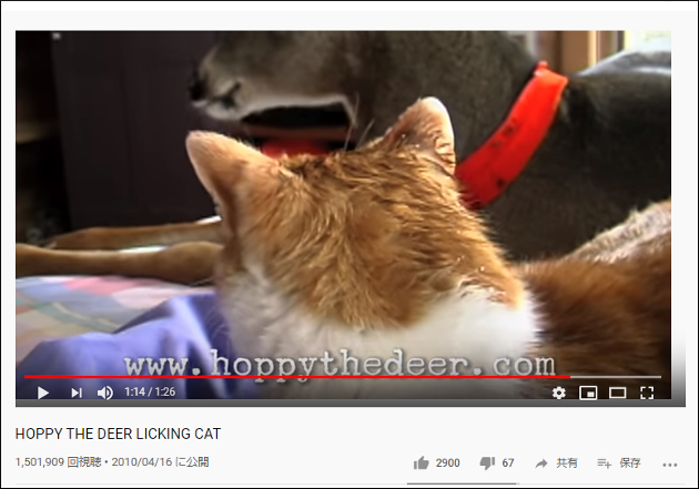 【YouTube厳選猫動画】猫ちゃん、シカに顔を舐められまくる「猫の味が好きなようにしか見えない」の画像2