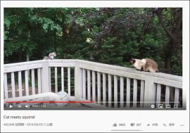 【YouTube厳選猫動画】かわいいリスと紳士な猫ちゃんの食事会 「あなたを食べる気はないにゃ」