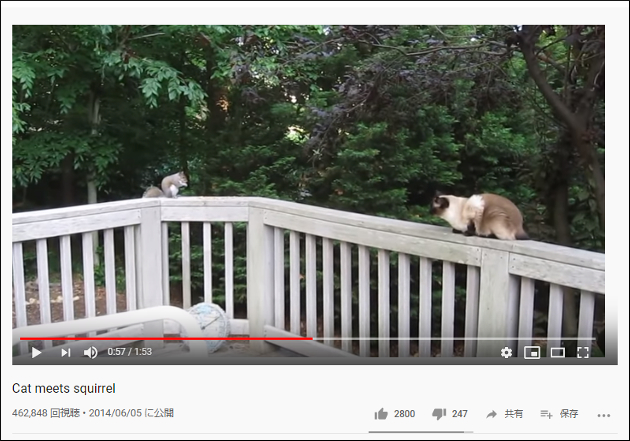【YouTube厳選猫動画】リスと紳士な猫ちゃんの食事会 「あなたを食べる気はないにゃ」の画像1