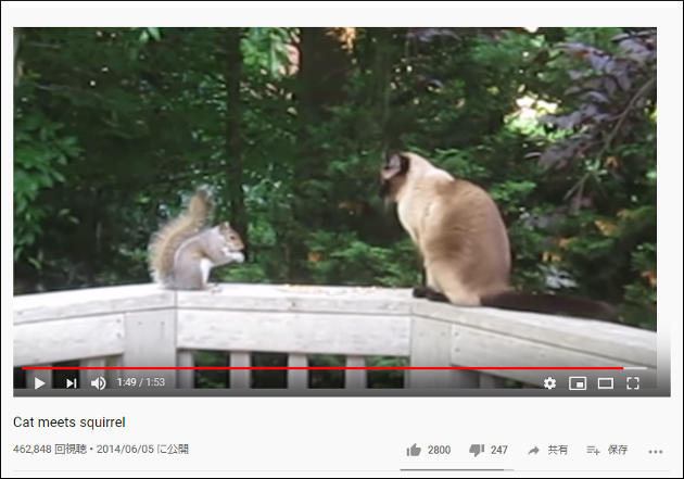 【YouTube厳選猫動画】リスと紳士な猫ちゃんの食事会 「あなたを食べる気はないにゃ」の画像2