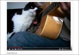 【YouTube厳選猫動画】そっちかよ!? ギターの楽しみ方が特殊な猫ちゃん