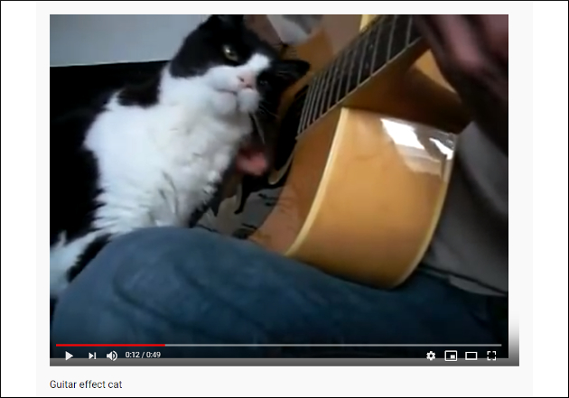【YouTube厳選猫動画】そっちかよ!? ギターの楽しみ方が特殊な猫ちゃんの画像1