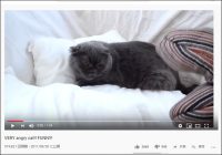 【YouTube厳選猫動画】「近寄るにゃ！」 尋常じゃなくキレる猫ちゃん