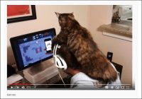 【YouTube厳選猫動画】変わった帽子と思ったら……？　定位置が不安定すぎる猫ちゃん