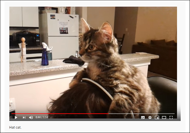 【YouTube厳選猫動画】変わった帽子と思ったら……？　定位置が不安定すぎる猫ちゃんの画像2