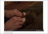【YouTube厳選猫動画】反則級の可愛さに悶絶死……ご主人様に合わせて「ばあ」をする子猫