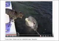 【YouTube厳選猫動画】なに尊いカップリングある!? イルカと猫ちゃんのラブラブ映像