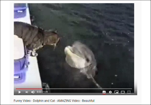 【YouTube厳選猫動画】なに尊いカップリングある!? イルカと猫ちゃんのラブラブ映像の画像1