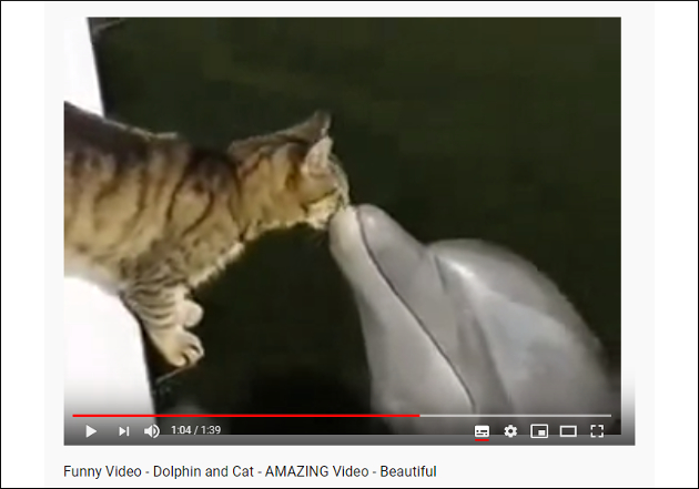 【YouTube厳選猫動画】なに尊いカップリングある!? イルカと猫ちゃんのラブラブ映像の画像2