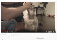 【YouTube厳選猫動画】か、完全に理解している!? 　犬並みに芸達者な猫ちゃん