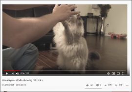 【YouTube厳選猫動画】か、完全に理解している!? 　犬並みに芸達者な猫ちゃんがかわいい