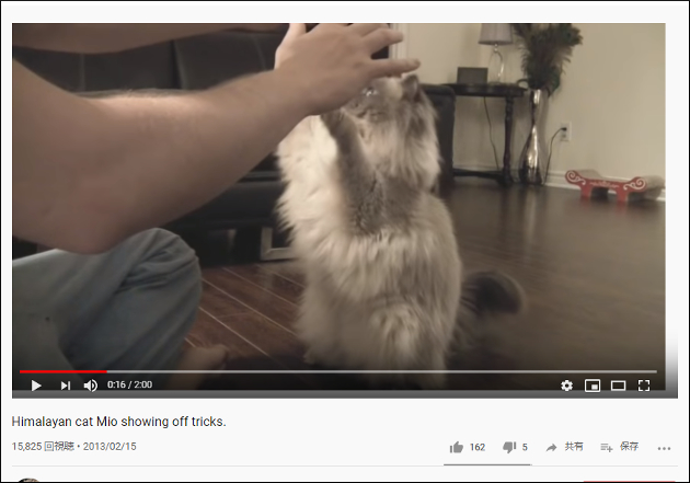 【YouTube厳選猫動画】か、完全に理解している!? 　犬並みに芸達者な猫ちゃんの画像1