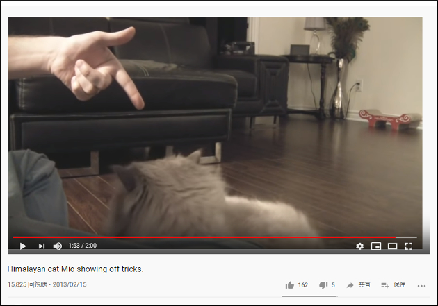【YouTube厳選猫動画】か、完全に理解している!? 　犬並みに芸達者な猫ちゃんの画像2