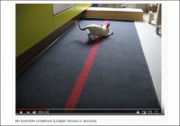 【YouTube厳選猫動画】見た目は猫でも心は犬!?　ご主人様におもちゃを返してくれる猫