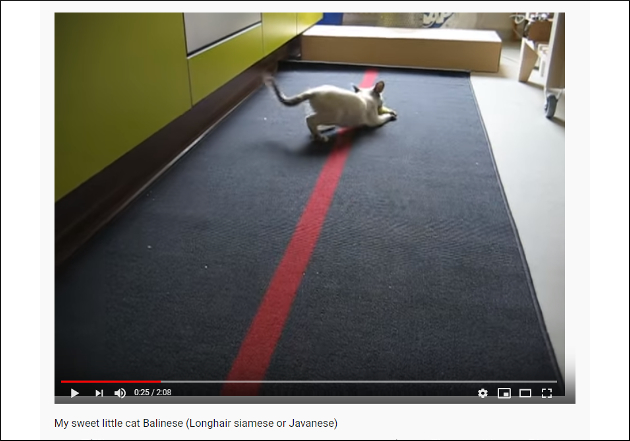 【YouTube厳選猫動画】見た目は猫でも心は犬!?　ご主人様におもちゃを返してくれる猫の画像1