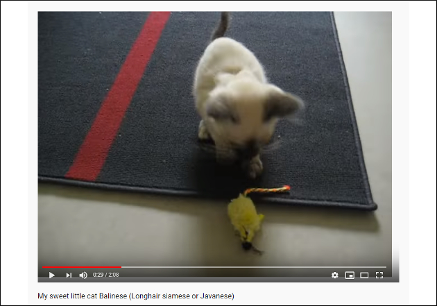 【YouTube厳選猫動画】見た目は猫でも心は犬!?　ご主人様におもちゃを返してくれる猫の画像2