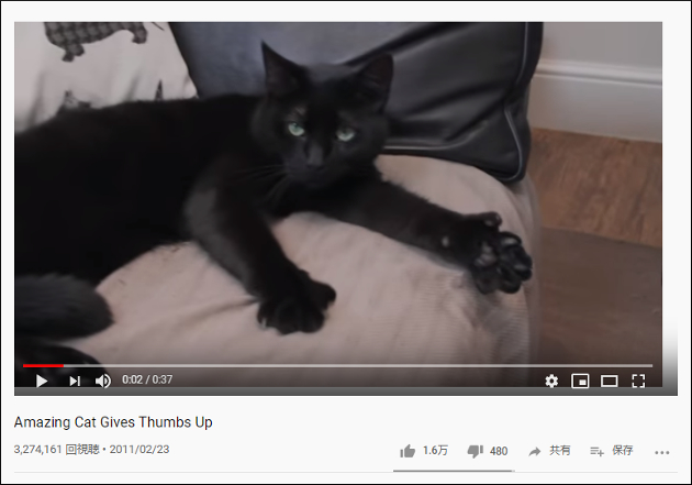 【YouTube厳選猫動画】なんかわからないけど超イケメン！ 親指で「イイネ」をする黒猫の画像1