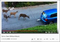 【YouTube厳選猫動画】猫の立場だったら絶対恐い……ヤンキーにしか見えないシカの集団にビビるにゃんこ