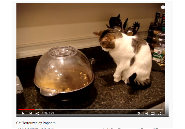 【YouTube厳選猫動画】そりゃ人間だってびっくりするもの… ポップコーンの破裂音にビビる猫の画像1