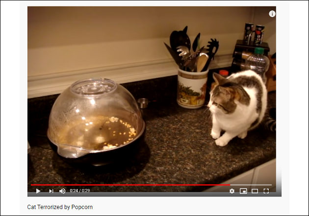 【YouTube厳選猫動画】そりゃ人間だってびっくりするもの… ポップコーンの破裂音にビビる猫の画像2