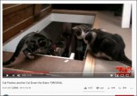 【YouTube厳選猫動画】ベストタイミングでプッシュされちゃった猫。その結果……