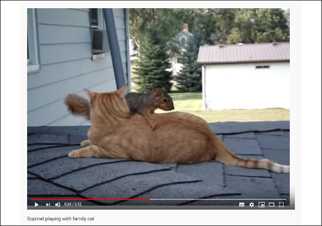 【YouTube厳選猫動画】意外と悪い気はしていない……？ リスから過剰なスキンシップをうける猫の画像1