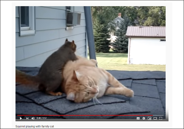 【YouTube厳選猫動画】意外と悪い気はしていない……？ リスから過剰なスキンシップをうける猫の画像2