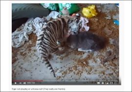 【YouTube厳選猫動画】同じネコ科でも体格が全然違う！ 子虎と猫ちゃんの戯れ