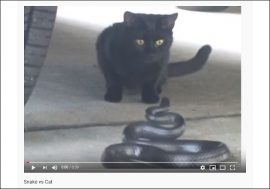 【YouTube厳選猫動画】はたして勝敗は……？ 黒ヘビと黒猫の対決の行方