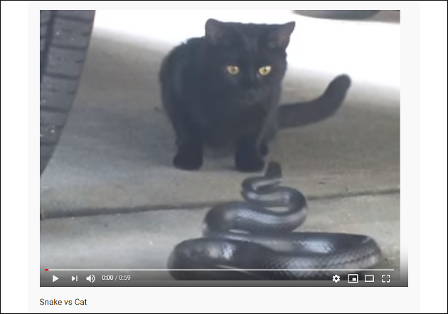 【YouTube厳選猫動画】はたして勝敗は……？ 黒ヘビと黒猫の対決の行方の画像1