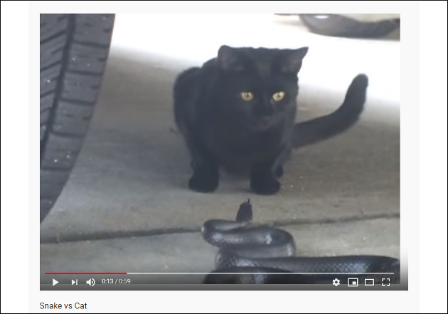 【YouTube厳選猫動画】はたして勝敗は……？ 黒ヘビと黒猫の対決の行方の画像2