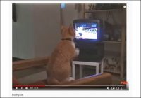 【YouTube厳選猫動画】「いけ！ そこだにゃ！」 ボクシング中継を見ながら真剣にシャドーボクシングする猫
