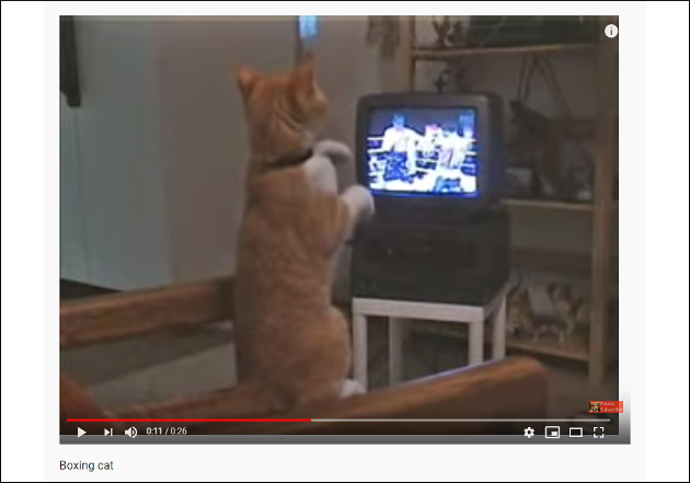 【YouTube厳選猫動画】「いけ！ そこだにゃ！」 ボクシング中継を見ながら真剣にシャドーボクシングする猫の画像2